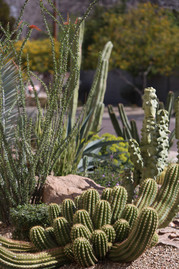 Xeriscape Pic from AMWUA