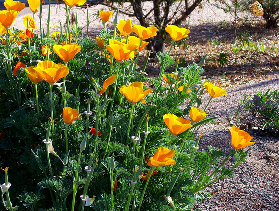 Wildflowers poppies