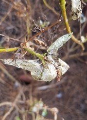 Leaf Tier on Yellow Bells