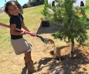 Tree Planting CAP