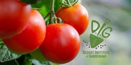 DIG Tomato class