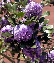 Texas Mountain Laurel