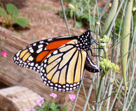 Monarch Butterfly Kirti M