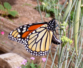 Monarch Butterfly Kirti M