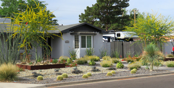 Grass to Xeriscape After 2