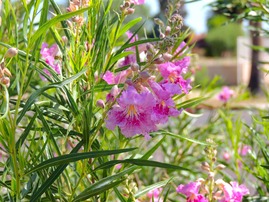 Desert Willow 2