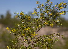 Creosote