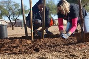 Plan trees for shade, cooler neighborhoods and cleaner air