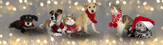 Holiday Pets Decorative