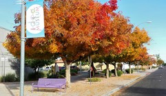 Pistache Trees I.d.e.a. Museum