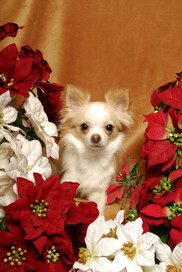 small dog surrounded by poinsettias
