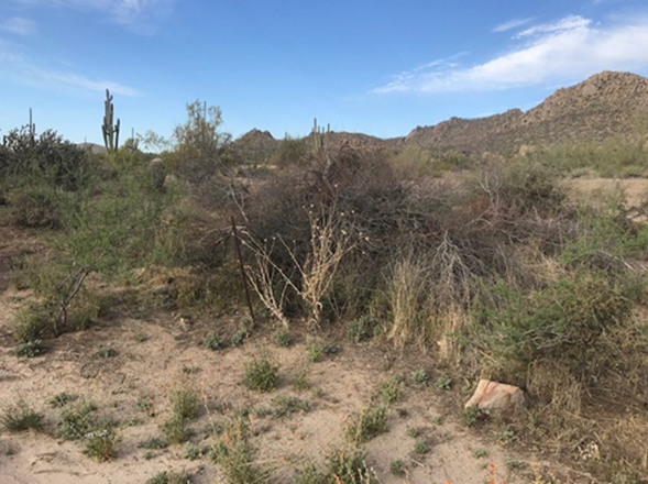 Desert landscape before Firewise clearing practices.