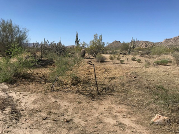 Desert landscape after Firewise clearing practices.