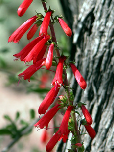 Penstemon