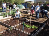 Mesa Urban Garden Volunteers