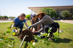 Tree planting
