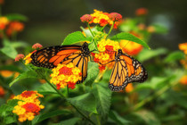 Monarch butterfly