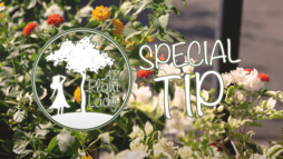 AZ Plant Lady Special Tip