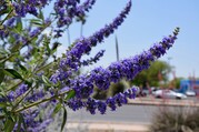 Vitex