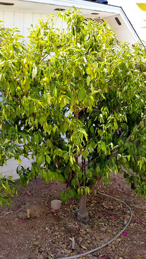 Citrus Tree Wilting