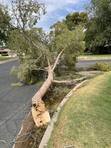 Fallen tree due to monsoon storm
