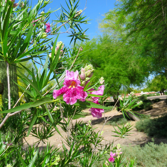 Desert Willow Single Bloom