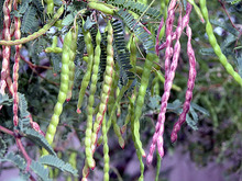 Native Mesquite Pods