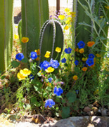 Plant Wildflower Seeds Now for Bursts of Spring Color