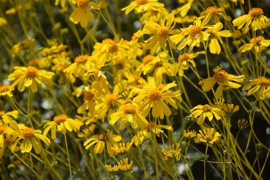 Brittlebush