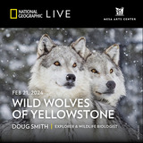 Wild Wolves of Yellowstone