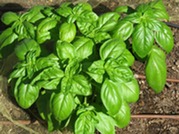 basil