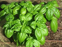 basil