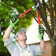 Trim Your Trees