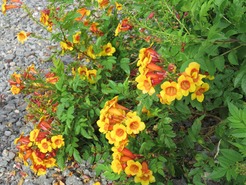 Tecoma orange bells hybrid