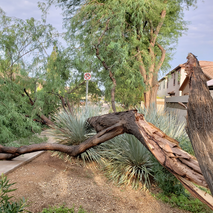 Monsoon Tree Damage AMWUA