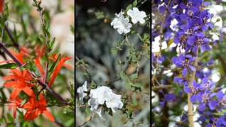 POM Red White & Blue