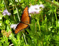 Butterfly eupatorium
