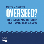 Overseed winter grass