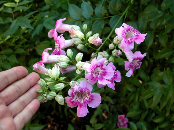 Podranea Pink Trumpet