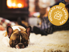 Holiday Pet Safety
