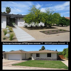 Grass to Xeriscape 2