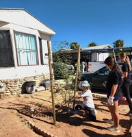 Mesa’s Tree Dashboard Showcases Benefits and Canopy Data