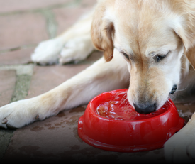 dog drinking out of plastic bowl