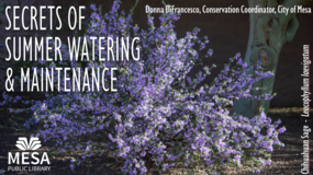 Secrets of Summer Watering