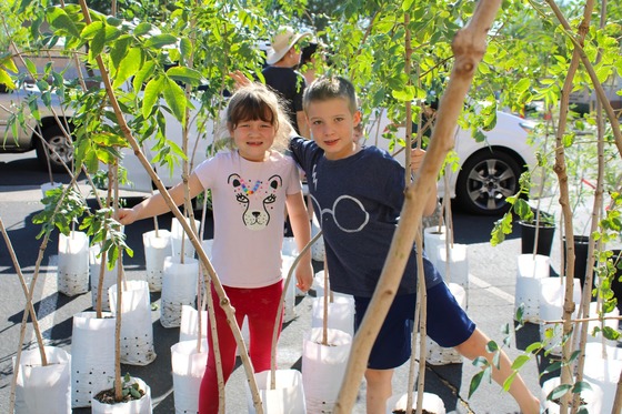 Mesa Electric Shade Tree