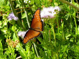 Butterfly on Blue Mist