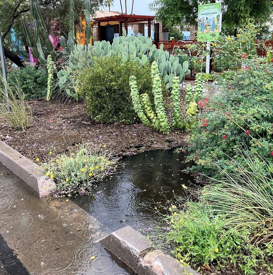 MUG Curb Cuts Rain Garden