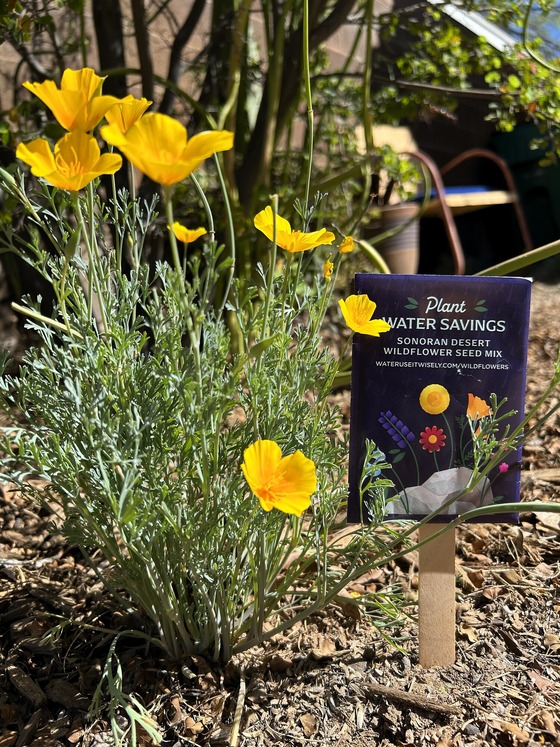 poppy and wildflower seed packet