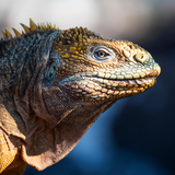 National Geographic Live: Discovering the Galapagos