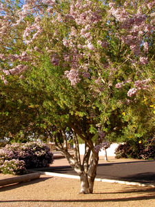 Desert Ironwood